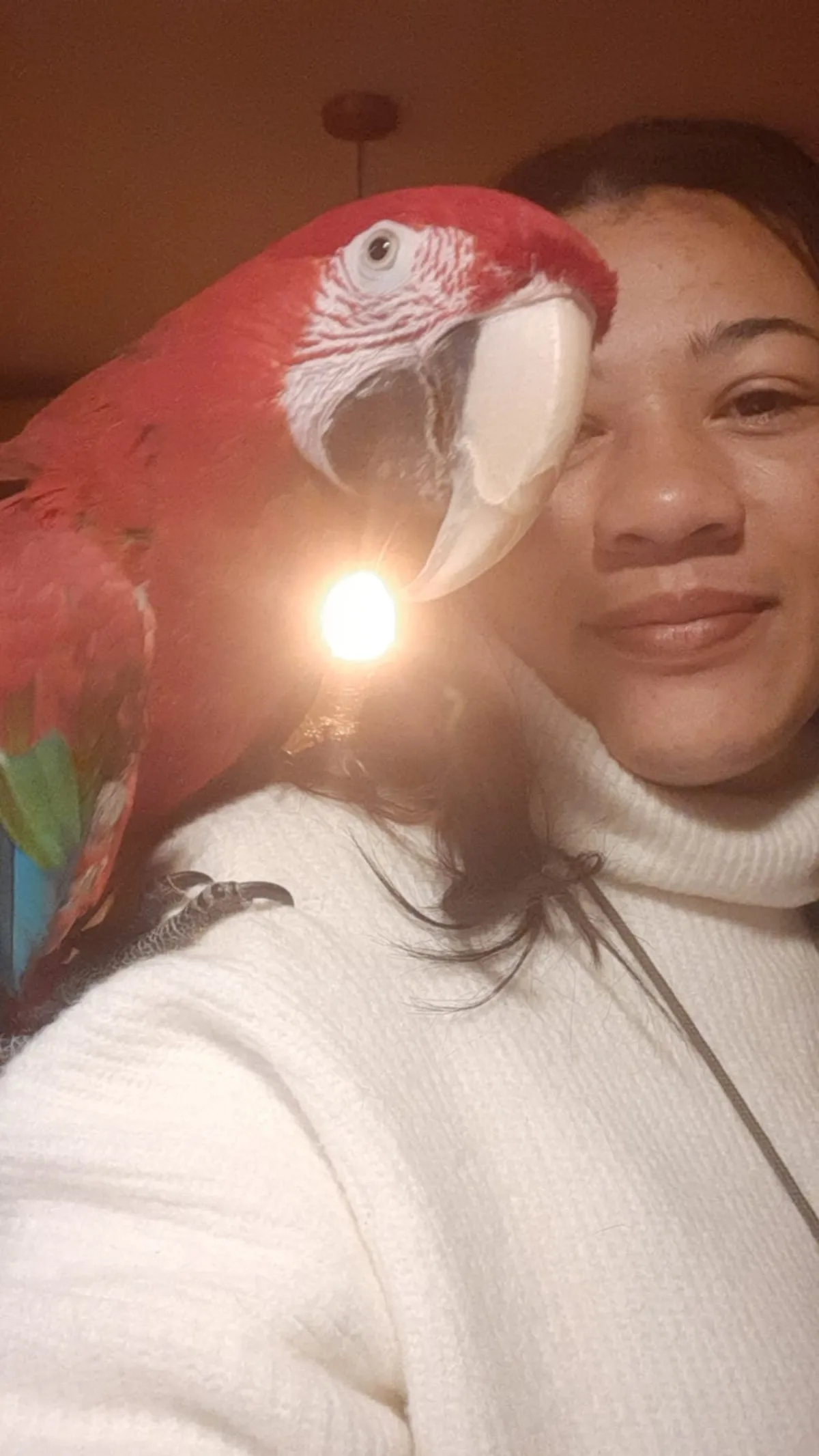 Oh Look, It's a Parrot