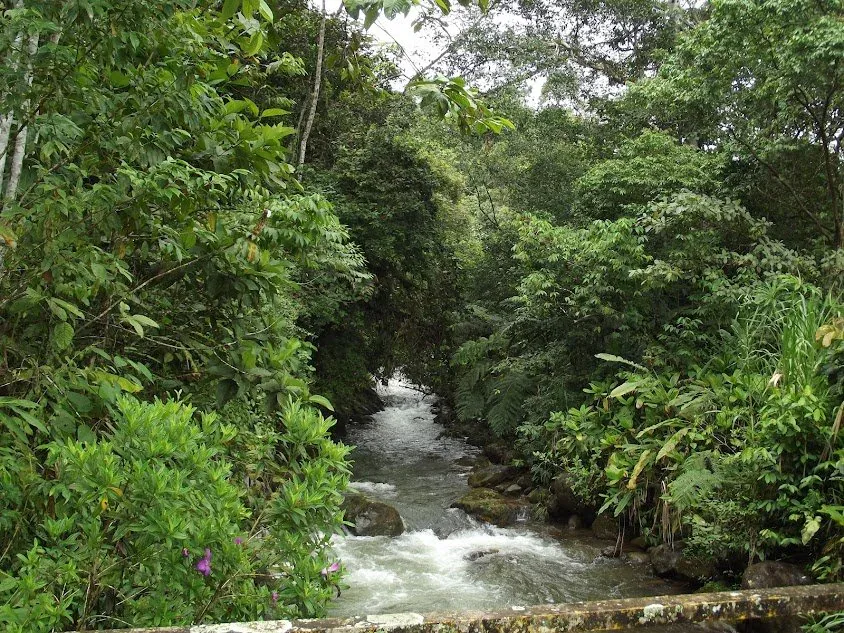 floresta · território vivo